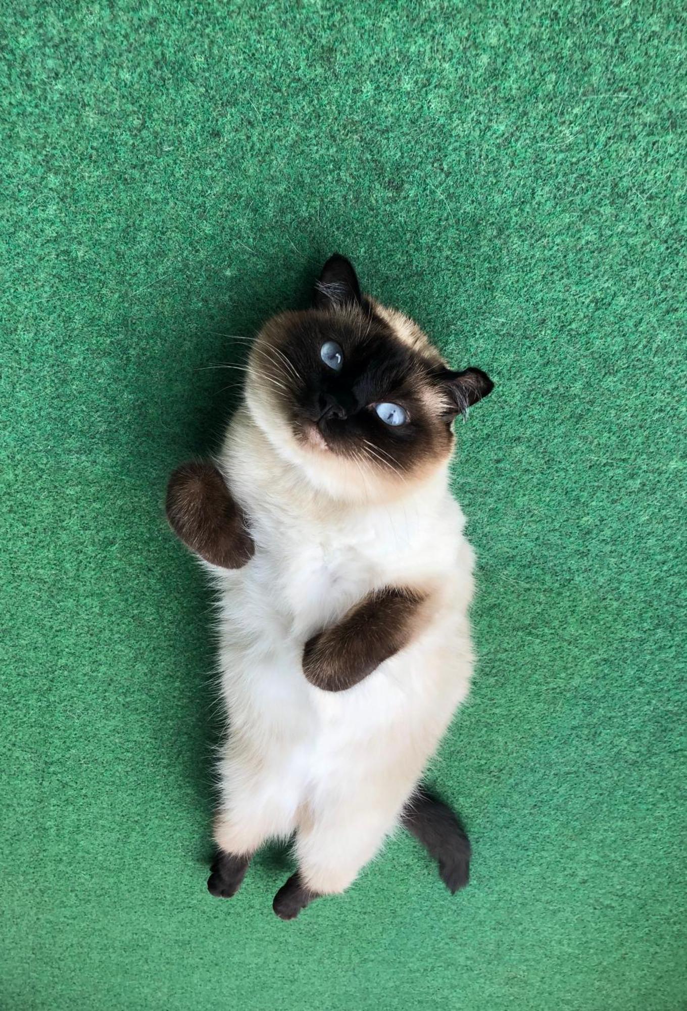 Separate Privat In Shared With 2 Cats And 1 Person Apartment *