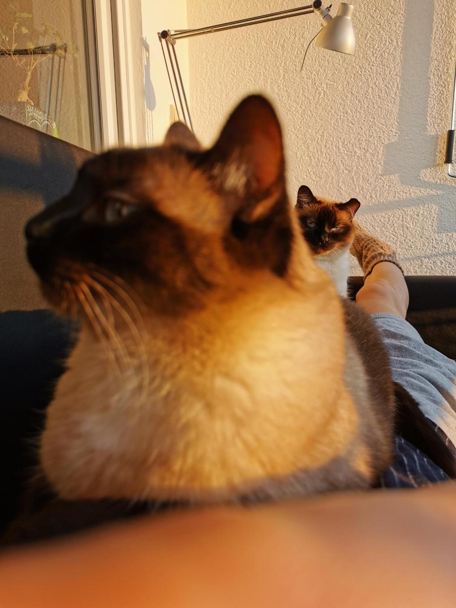 Separate Privat In Shared With 2 Cats And 1 Person Apartment