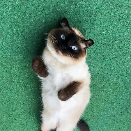 Separate Privat In Shared With 2 Cats And 1 Person Appartement *