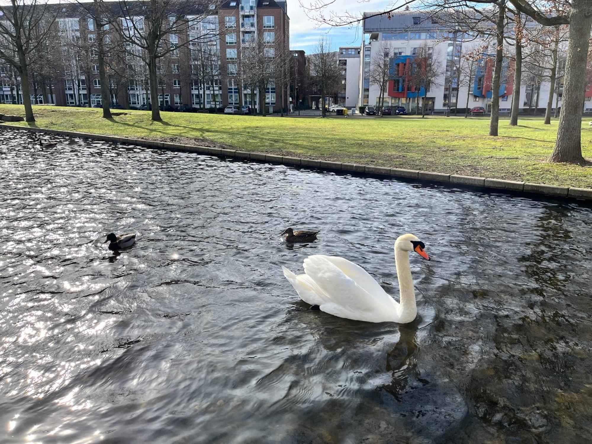 Appartement Separate Privat In Shared With 2 Cats And 1 Person