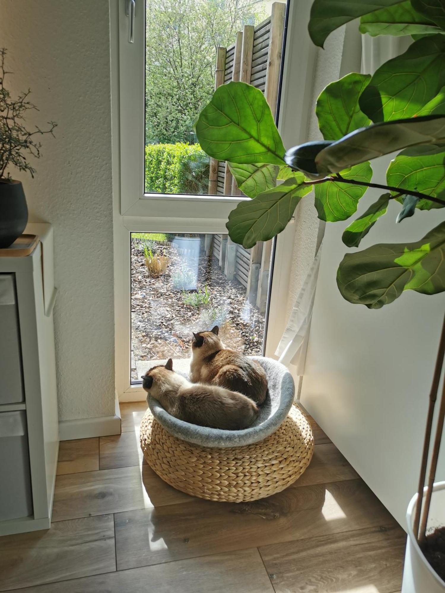 Separate Privat In Shared With 2 Cats And 1 Person Appartement